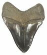Glossy, Serrated, Megalodon Tooth - Gorgeous #58473-2
